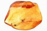 Detailed Fossil Fly and Fungus Gnats in Baltic Amber #352807-1